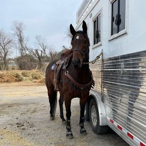 Meet your Posher, Bailey